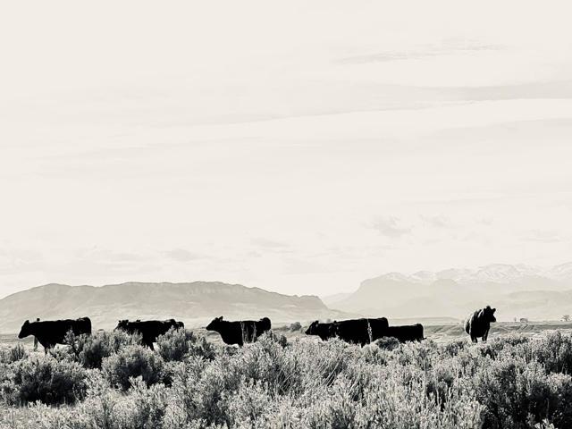 As the market continues to gain footing in this new year, details such as weather changes or announcements from big-hitting reports can change the direction of the market. (DTN photo by ShayLe Stewart)