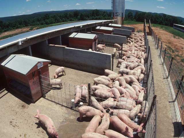 A federal appeals court ruled the state of Iowa can enforce ag trespass laws from 2019 and 2021. (DTN file photo)