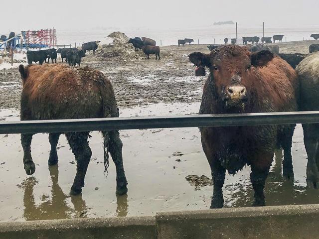 In the last two weeks' worth of data from the actual slaughter report, the average weight of steers has dropped 19 pounds and heifers, on average, lost 18 pounds. (Courtesy photo)