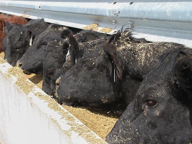Tighter cattle supplies are expected to bring down overall beef production by about 3% in 2024. The tight supplies will increase cattle prices. Livestock producers also are expected to see cheaper feed in 2024, according to USDA's Livestock and Poultry Outlook report. (DTN file photo)