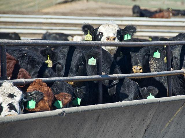 It's hard to believe Friday's Cattle on Feed report is correct when weekly feeder cattle summaries show sales receipts were significantly lower through the month of January. (DTN file photo by Jennifer Carrico)