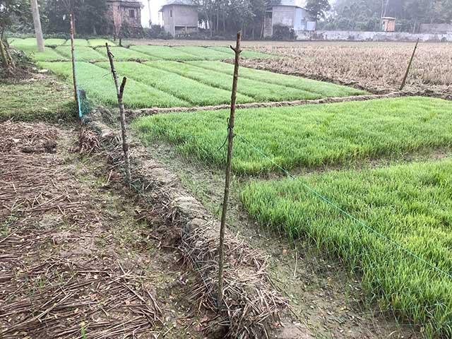 Rice seedlings growing in rural Bangladesh near Sylhet. These will be planted out later. DTN Contributing Analyst Philip Shaw noticed this as he walked though Bangladeshi fields during the last three weeks. (DTN photo by Philip Shaw)