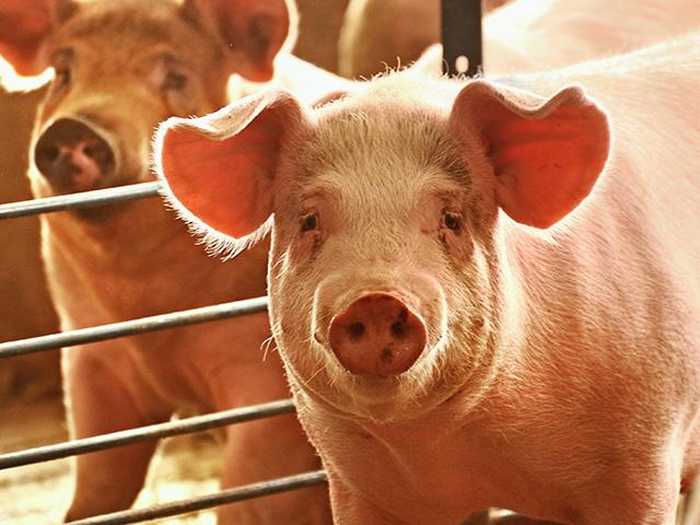 California consumers are paying more for pork as a result of the implementation of Proposition 12. (DTN file photo)