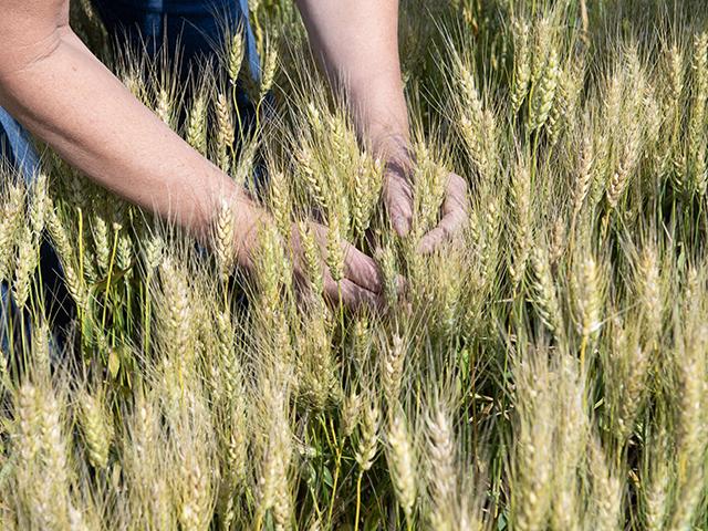 Spring wheat growers in Minnesota, Montana, North Dakota and South Dakota have a new pilot category they may enter in the 2024 National Wheat Yield Contest.(DTN photo by Jason Jenkins)