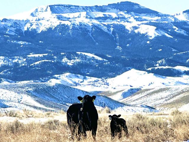 Fear and turmoil surrounding the HPAI flu could be the market's focus for another day or another month. Whatever the timeline may be, the cattle market will continue to trade five days a week and fear shouldn't be the market's only driving factor. (DTN photo by ShayLe Stewart)
