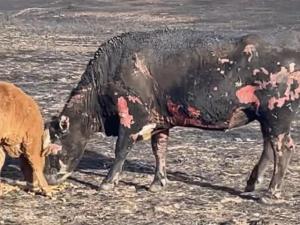Treating Cattle That Are Wildfire Survivors