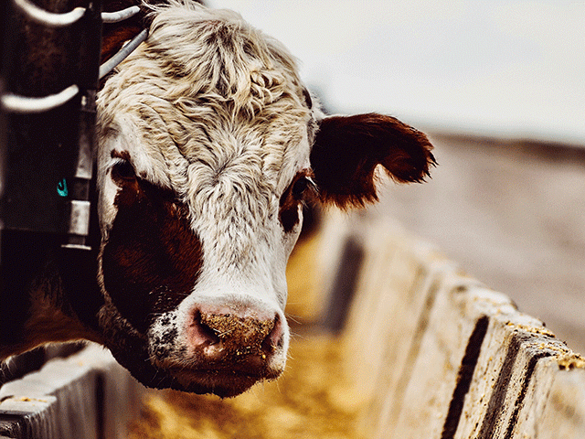 Environmental groups tell an appeals court the EPA consistently fails to regulate confined animal feeding operations. (File photo by Mandi Cottrell)
