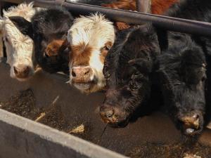 Larger Placements Likely in Friday’s Cattle on Feed Report