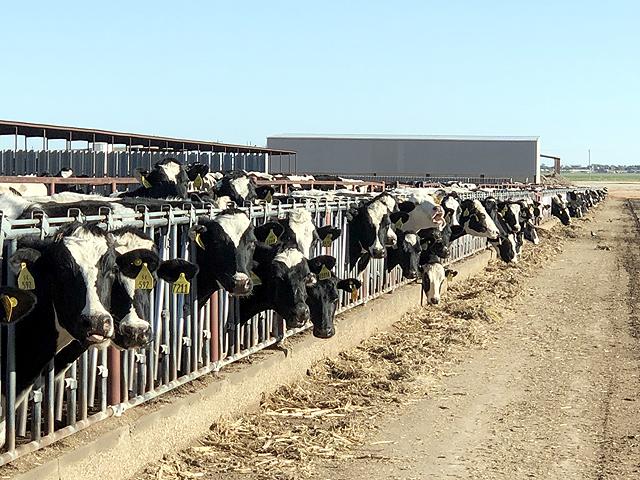 Dairy cows at a farm in New Mexico. USDA and other agencies on Monday confirmed that dairy farms in Texas and Kansas had confirmed cases of cows sickened by a strain of highly pathogenic avian influenza. Officials stressed milk from the cows was not in the food supply. Officials warned dairies to tighten their biosecurity against a potential bird flu outbreak. (DTN file photo)