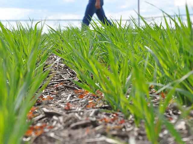 Cover crops are just one of the key practices the Biden administration is trying to build into the lifecycle model for sustainable aviation fuel (SAF) tax credits. Agriculture Secretary Tom Vilsack has stressed the model needs to recognize and provide incentives for climate-smart farming practices. (DTN file photo by Chris Clayton)