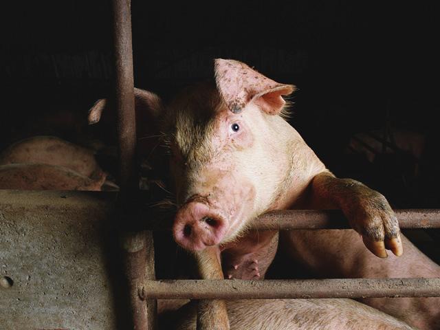 Members of the National Pork Producers Council continue to push members of Congress to use the farm bill to address a national solution to California's Proposition 12. (DTN file photo)