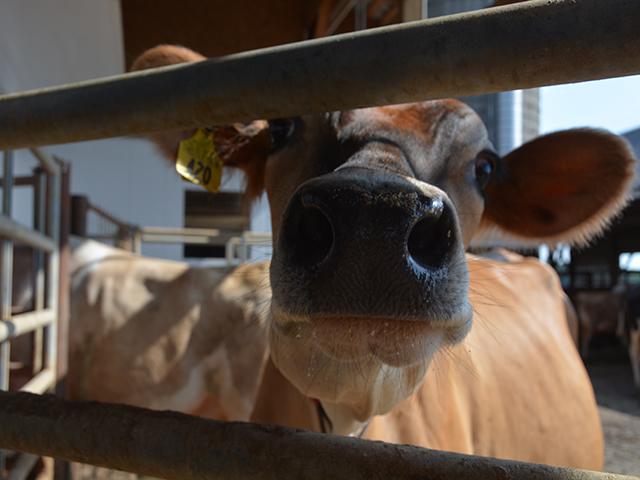 The dairy industry is praising passage of legislation that will return whole milk to schools. The bill passed the House on Monday by a voice vote after years of lobbying by the dairy industry. (DTN file photo by Chris Clayton)