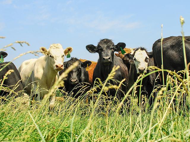 The forage outlook from the Dakotas south to Texas looks to be positive with more moisture returning in many areas. This is good news for producers who graze livestock. (DTN File Photo)