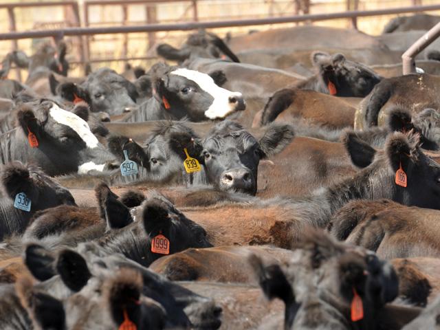 Environmentalists filed a lawsuit in Colorado to try to require the state to monitor groundwater as part of a general permit for concentrated animal feeding operations. (DTN file photo)