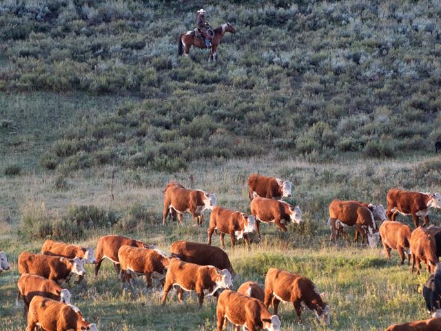 Even though traders are unwilling to confidently trade the cattle futures, some positive fundamentals are beginning to surface. (DTN file photo by Joel Reichenberger)