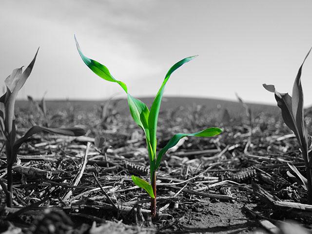 The U.S. International Trade Commission voted on Friday to continue investigating claims by Corteva Agribusiness LLC that 2,4-D producers in China and India are dumping the herbicide on the U.S. market. (DTN file photo)