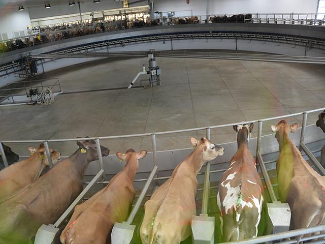 Dairy cows go through a rotating dairy parlor in Minnesota. Elanco announced Tuesday the company has received FDA approval for a feed additive that can reduce dairy cow emissions 30 percent. Officials in the dairy industry see an opportunity for farmers to generate revenue from lower emissions. (DTN photo by Chris Clayton)