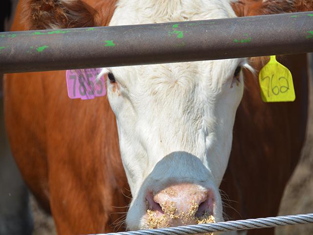 A U.S. district judge in a beef price-fixing case in Minnesota ruled that a group of cow-calf producers don't have standing to sue the country's largest packers because they didn't show how they were directly hurt or that the packers specifically colluded to bring down fed cattle prices in 2015. (DTN photo by Chris Clayton)