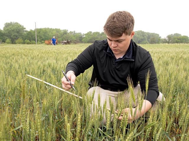 Ethan Jamison, a grain merchandising trainee for Viterra based in Abilene, Kansas, estimates the yield of a hard red winter wheat field east of Goessel, Kansas, on Day 3 of the Wheat Quality Council's 2024 Hard Winter Wheat Tour. (DTN photo by Jason Jenkins)