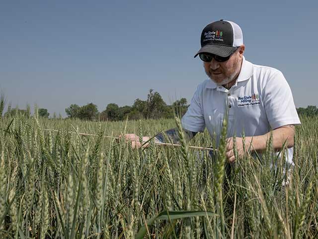 Frank Wolfe with Bay State Milling based in Tolleson, Arizona, assesses a winter wheat stand in central Kansas during Day 1 of the 2024 Hard Winter Wheat Tour organized by the Wheat Quality Council. (DTN photo by Jason Jenkins)