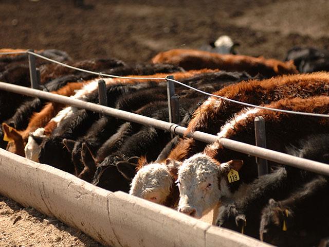 USDA released its May 1 Cattle on Feed report on Friday. (DTN/Progressive Farmer file photo)