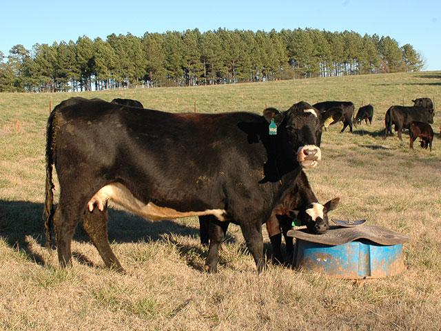One grazing management decision that should be made before pasture turnout involves minerals. Cattle should be fed a high magnesium mineral to prevent grass tetany, a mineral imbalance. (DTN photo by Becky Mills)