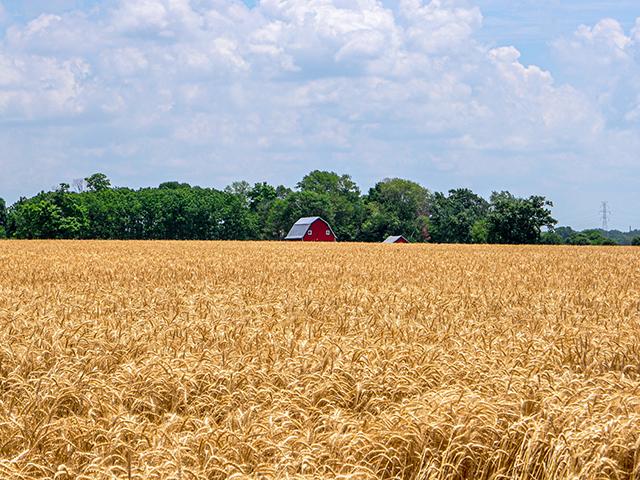 Blogger Jennifer Campbell says it's time to celebrate the wheat harvest as combines begin to roll across the Midwest. (Jennifer Campbell)