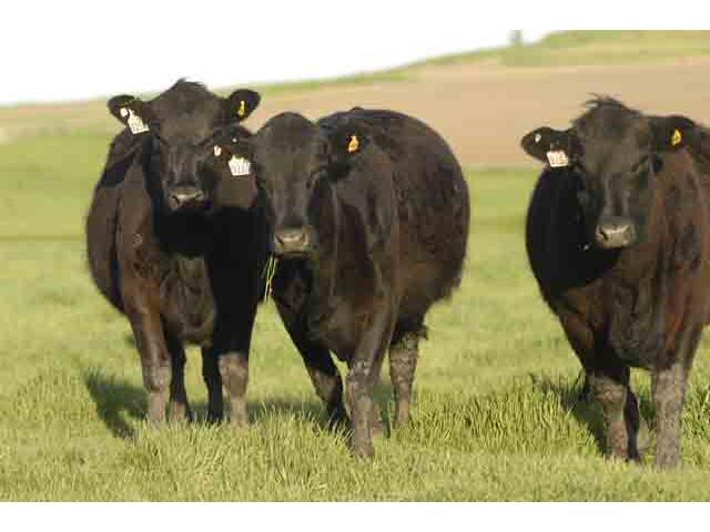 A reduction in the market's weekly cow kill could help keep cash cattle prices strong if beef demand remains elevated. (DTN file photo by Gregg Hillyer)