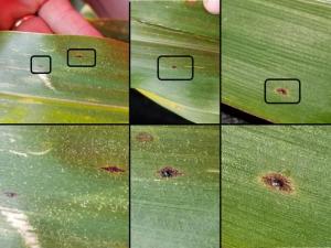 Tar Spot Detection Requires Early Scouting