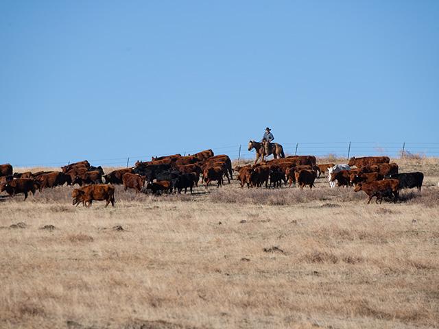 Feeder cattle demand has been impeccable through 2024, but next week's big video sale could give producers a better idea of how fall feeder cattle prices could shake out. (DTN file photo by Joel Reichenberger)