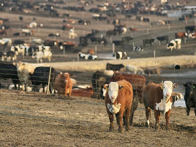 Iowa farmer Michael Wayne Butikofer was fined by the state of Iowa for alleged environmental violations. (DTN file photo by Jim Patrico)