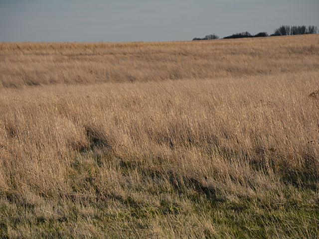 Agricultural producers and landowners can now sign up for the Grassland Conservation Reserve Program (CRP) through June 28. (DTN file photo)