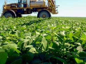 Consider Weed-Control Priorities Under New Dicamba Annual Limits