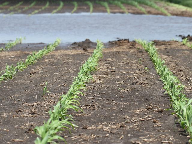 Wet field conditions this spring have many corn producers across the Corn Belt considering applying supplemental nitrogen fertilizer. (DTN file photo by Pamela Smith)