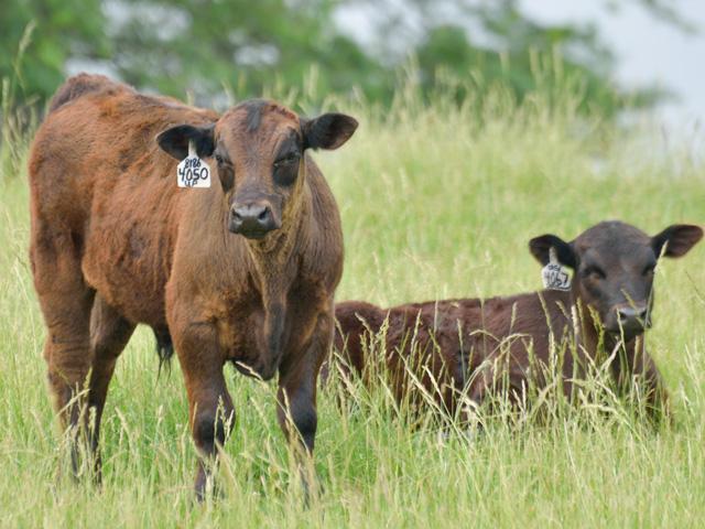 With new highs scored in the fed cattle market and incredible demand for feeders, thankfully traders didn't put much thought into Friday's bearish Cattle on Feed report. (DTN file photo by Jim Patrico)