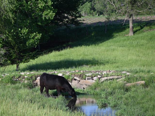 Proper water source management in grasslands can go a long way in keeping water quality good and maintaining areas near ponds and streams. (Photo courtesy of Klayton Bremer)