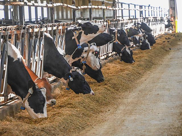 Complete biosecurity is harder to accomplish with dairy and beef cattle since they are not in a confined building. Birds can get near cattle, but having a close watch on health will prevent excessive problems. (DTN/Progressive Farmer photo by Jennifer Carrico)