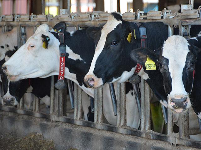 USDA testing confirmed Wisconsin's first case of highly pathogenic avian influenza in dairy cattle. (DTN file photo by Chris Clayton)