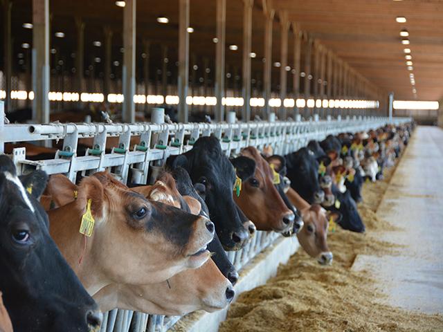 Colorado has seen 50 dairy farms infected with H5N1 highly pathogenic avian influenza, as well as two egg-laying operations with more than 3.4 million chickens depopulated. Nine farmworkers have been infected with mild symptoms, leading the CDC to push for more health protections for livestock workers. (DTN file photo by Chris Clayton)
