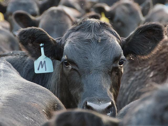 It's rather impressive that during the long, hot days of summer that the cash cattle market was able to gain $2 last week even though packers have reduced chain speeds. (DTN file photo)