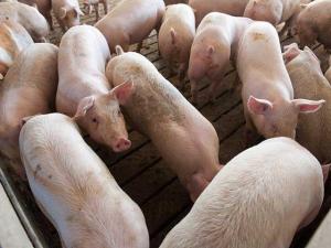 WOAH 2026 Report: Animal Disease Prevention Costs Far Less Than Crisis Response