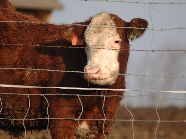 With fewer feeder cattle to be marketed this fall, could the seasonal dip historically experienced between September and November be less of a notable factor for the cattle complex this year? (DTN file photo by Jim Patrico)