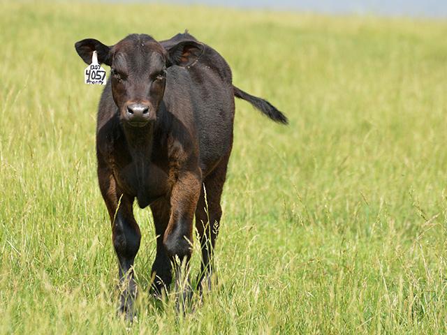Technically speaking, the cattle complex is anxious as external pressures loom; but hopefully the market is shown strong fundamental support this week as there are two big video auctions hosting feeder cattle sales. DTN file photo by Jim Patrico)