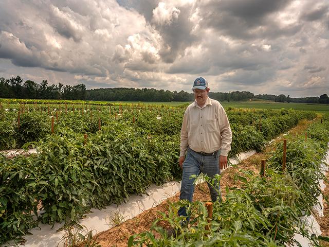 Michael Katrutsa walks through rows of tomatoes on his 20-acre produce farm in Camden, Tennessee. His crops also include sweet corn, watermelon, cantaloupe, peppers, cucumbers, okra and more. (Photo courtesy of John Partipilo, Tennessee Lookout)