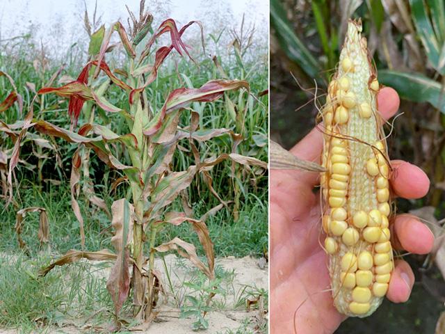 Corn plants infected with corn stunt disease may only grow to 5 feet tall, with leaf tips that yellow or redden. These symptoms are followed by growth of multiple small ears with loose or missing kernels and deformed grain. Substantial yield losses can occur. (Photos courtesy of Clemson University -- USDA Cooperative Extension Slide Series, Bugwood.org; Silvina Cabrini, National Institute of Agricultural Technology)