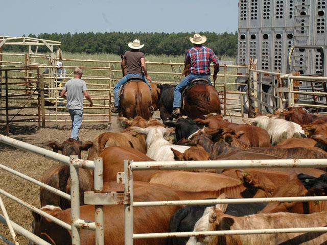 A North Carolina man pleaded guilty to defrauding the U.S. for his role in a $1 million cattle theft conspiracy. (DTN file photo)