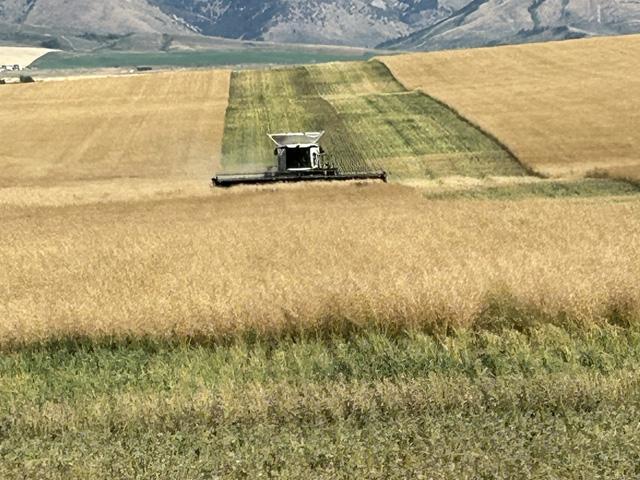 The combines were rolling in southeastern Idaho this week at Lakey Farms. Recent rains have canola stems greening up and leaving a tell-tale pattern as harvest progresses. (DTN photo by Jay Smith)