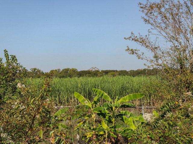 From the fence line of the modern-day Whitney Plantation, sugarcane remains dominant on the plot of land leased to the company Greenfield Louisiana by the Port of South Louisiana. Greenfield Louisiana last week announced it would not build a new grain terminal on the location along the Mississippi River. (Photo by La'Shance Perry)