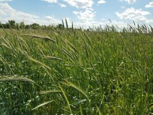 Practical Farmers of Iowa Accepting Applications for Cover Crop Cost-Share