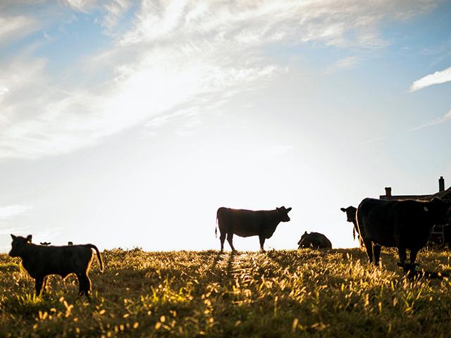 Blogger Meredith Bernard says September isn't a bad place to be, because of many reasons including this may be the start of an early calving season. (DTN/Progressive Farmer photo by Meredith Bernard)